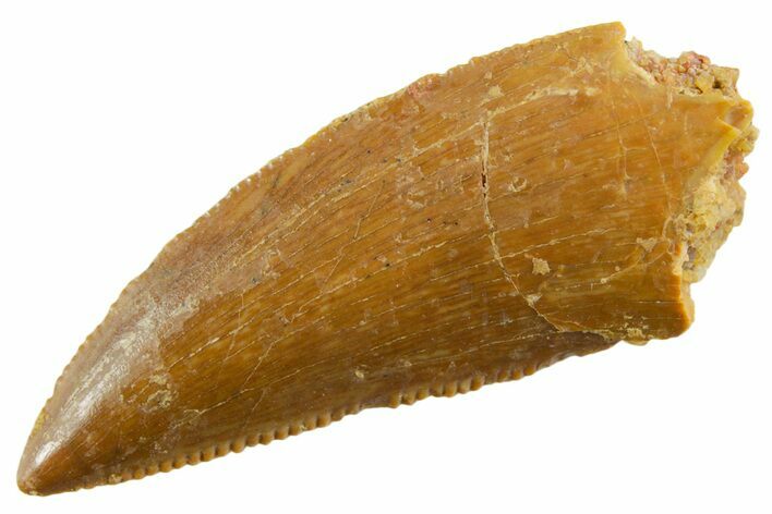 Serrated Raptor Tooth - Real Dinosaur Tooth #355535
